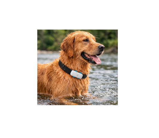 Honden tracker GPS zonder abonnement