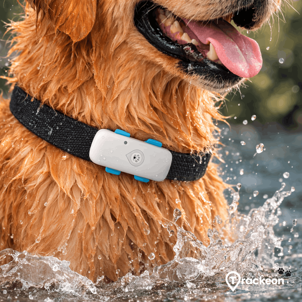 GPS Tracker hond zonder abonnement: Waar moet je op letten?