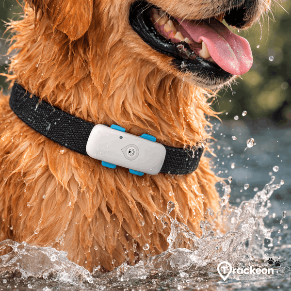 GPS Tracker hond zonder abonnement: Waar moet je op letten?